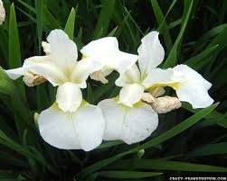 Two white irises