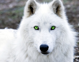 White Wolf